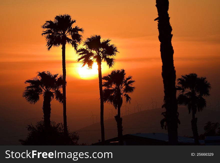 A cluster of palm trees is sillouetted by a bright setting sun lit sky. A cluster of palm trees is sillouetted by a bright setting sun lit sky.