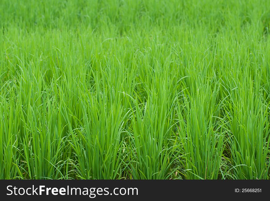 Green Rice Field Background