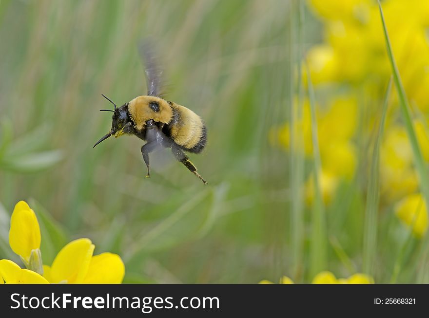 Bee in Flight Pollinating Flowers. Bee in Flight Pollinating Flowers