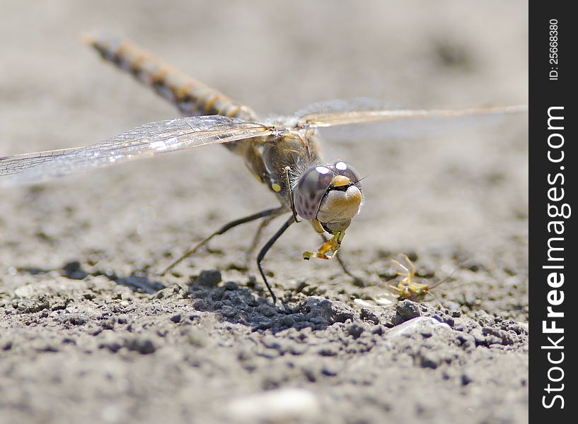 Dragonfly Eating