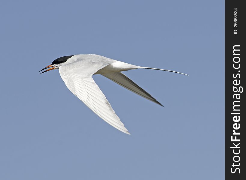 A common Tern in flight.
