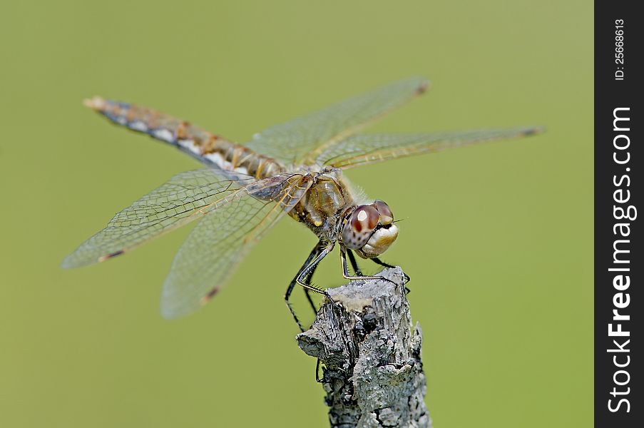 A close up of a dragonfly posing on a branch in fine detail. A close up of a dragonfly posing on a branch in fine detail.