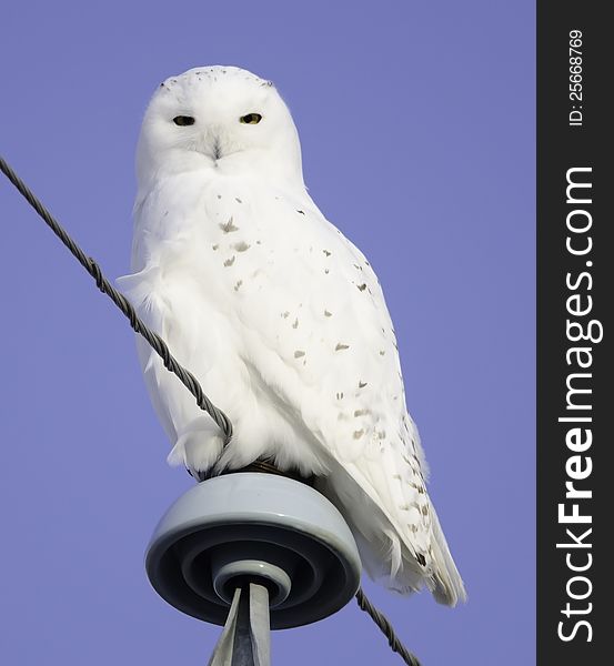 Male Snowy Owl perched on a power pole. Male Snowy Owl perched on a power pole