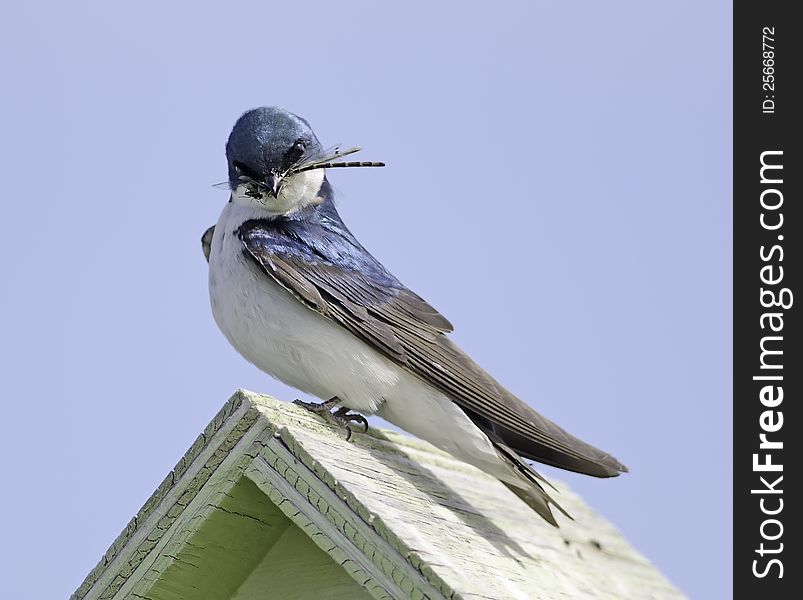 A tree swallow has captured a dragonfly who has captured a fly. A tree swallow has captured a dragonfly who has captured a fly.