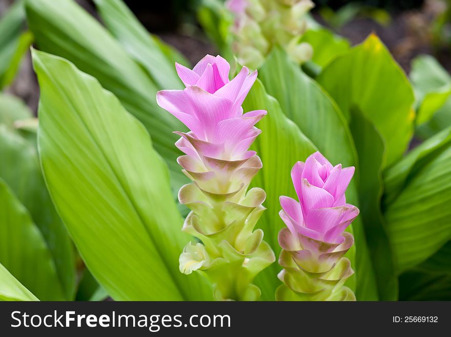 Siam tulip flower from Thailand. Colors are green and pink