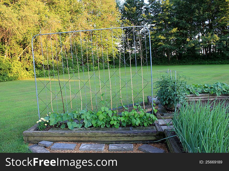 Freestanding metal and wood frame used for growing climbing green bean stalks in a well-kept garden. Freestanding metal and wood frame used for growing climbing green bean stalks in a well-kept garden.