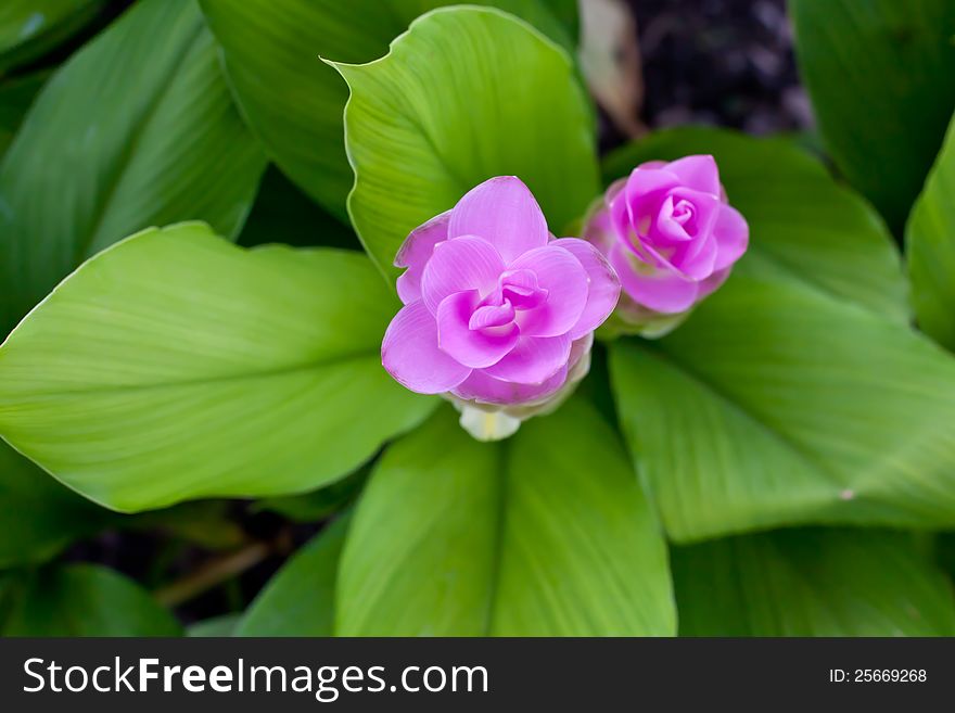 Siam tulip flower from Thailand. Colors are green and pink