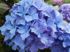 The Bigleaf Hydrangea Shrub Has Bright Blue Petals. The Blooms Can Range From Pink To Blue Hues Depending On The Soil’s PH. This Stock Photo