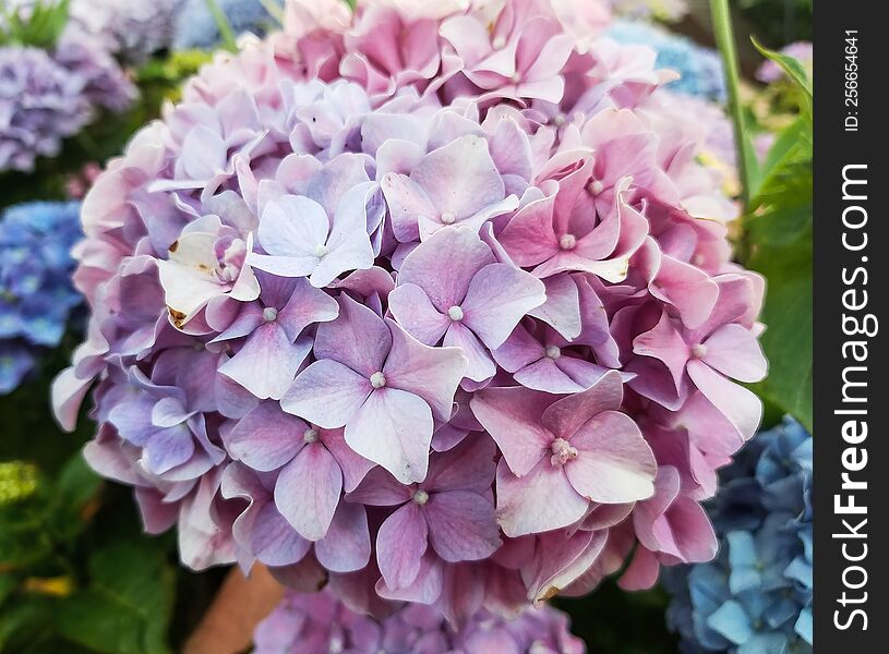 Pink Bigleaf Hydrangea shrub blooming in the summertime in San Francisco. This beautiful plant is also known as Hortensia, or by i