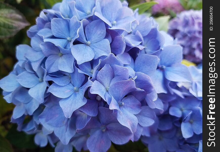 The Bigleaf Hydrangea Shrub Has Bright Blue Petals. The Blooms Can Range From Pink To Blue Hues Depending On The Soilâ€™s PH. This