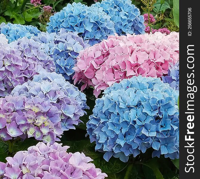 The Blooms Of The Bigleaf Hydrangea Shrub Can Range From Pink To Blue Hues Depending On The Soilâ€™s PH. This Beautiful Plant Is A