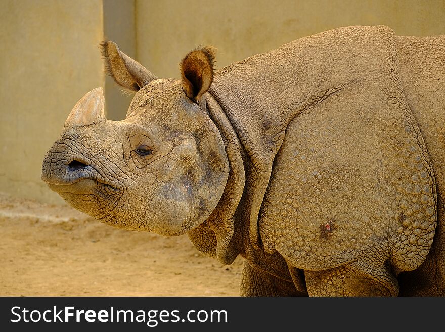 ARMORED INDIAN RHINOCEROS Faruk Yalcin Zoo, Ä°stanbul Turkey.