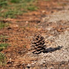 Pine Cone In The Field Royalty Free Stock Image