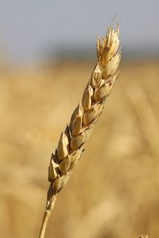 Wheat Field Stock Photography
