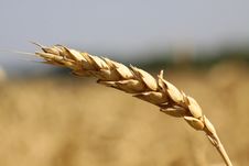 Wheat Field Stock Photo Wheat Field Stock Photo
