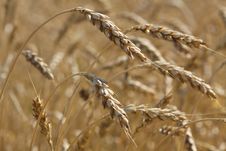 Wheat Field Stock Photography Wheat Field Stock Photography