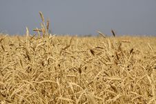 Wheat Field Stock Photography Wheat Field Stock Photography