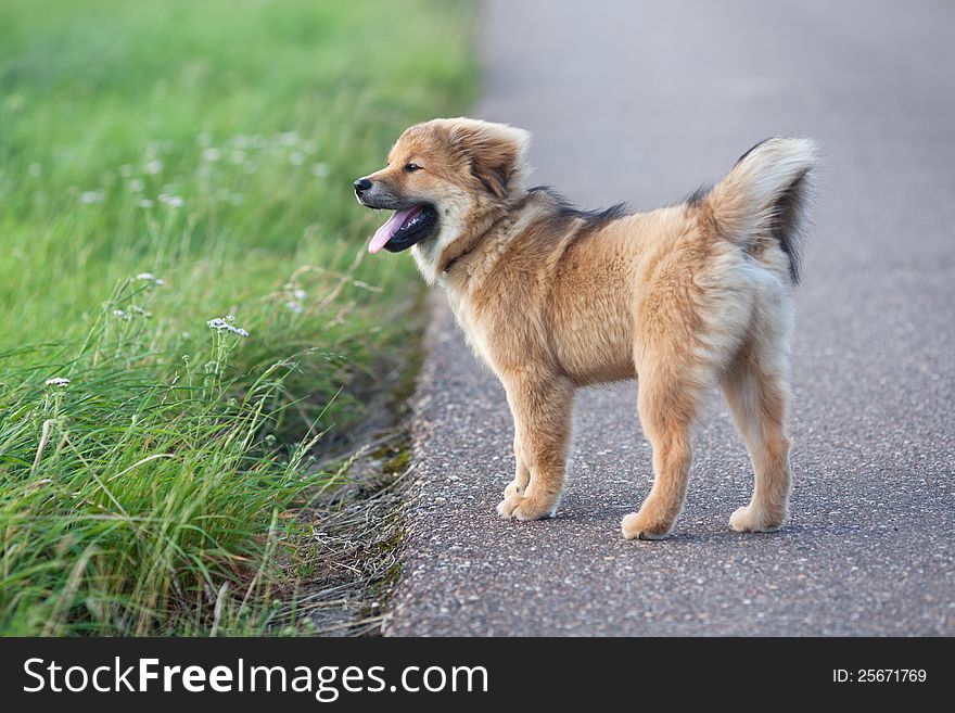 Cute Elo Puppy Looks Against The Wind