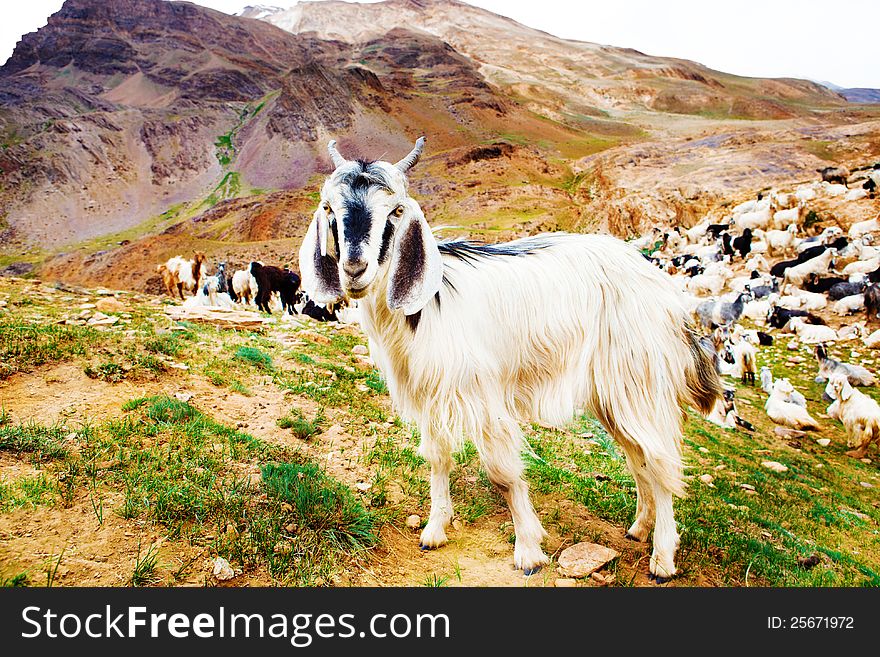 Black and white goats in the mountains