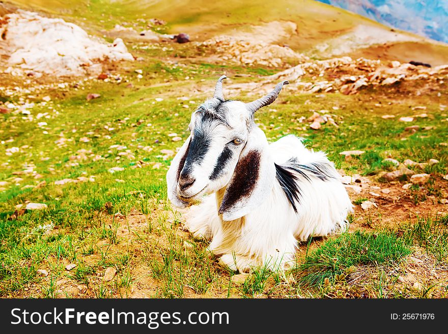 Goat lying on scanty mountainous grass