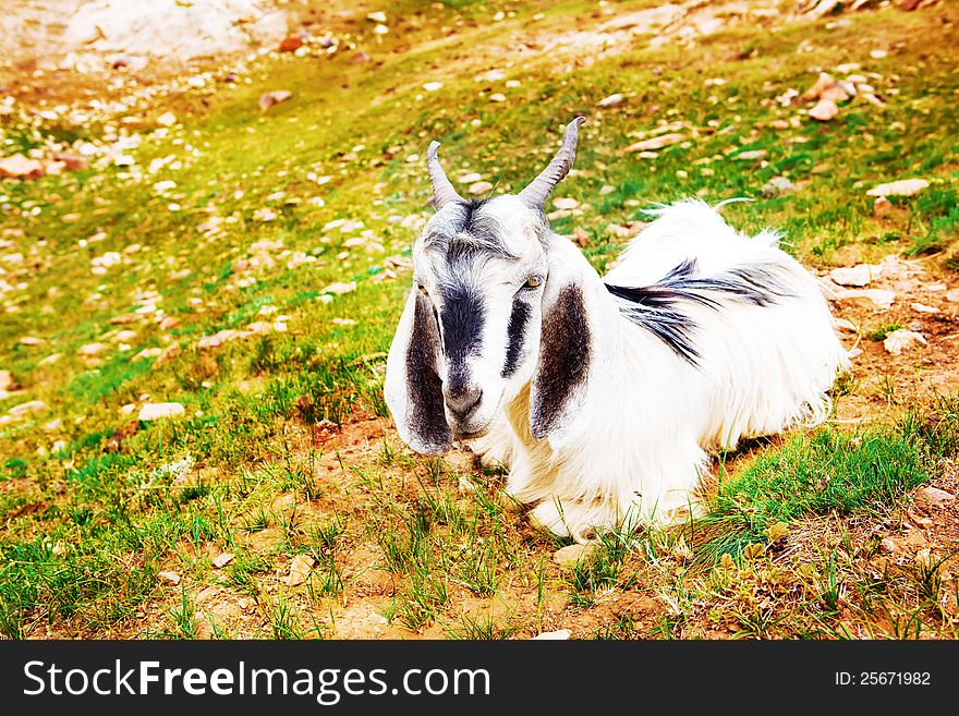Goat lying on mountainous hills