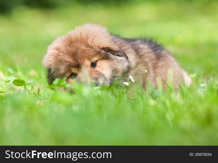 Cute Elo (German dog breed) lying in the grass. Cute Elo (German dog breed) lying in the grass
