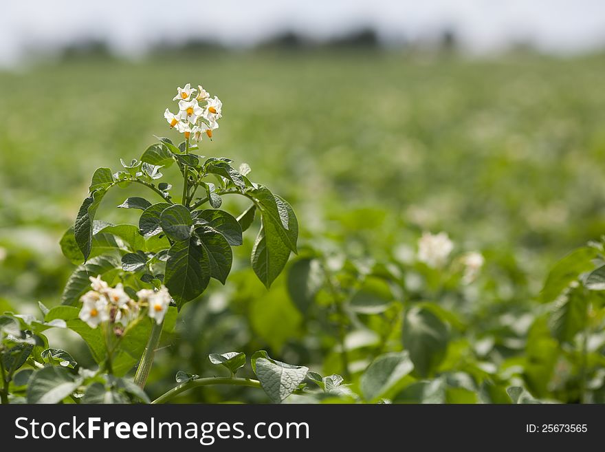 View of a potato field with a potato blossom in the foreground