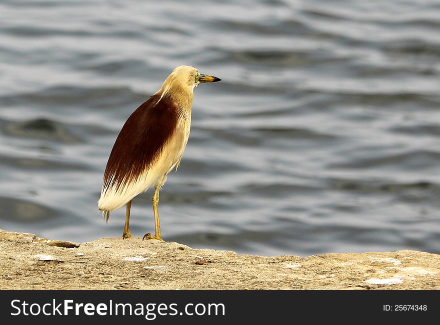 A beautiful heron standing on sea shore