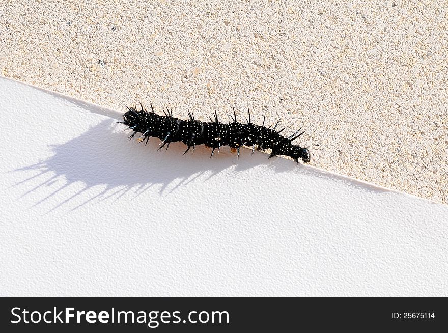 Caterpillar of a Peacock butterfly, Inachis io, in front of white background