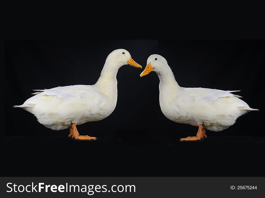 Two duck on a black background