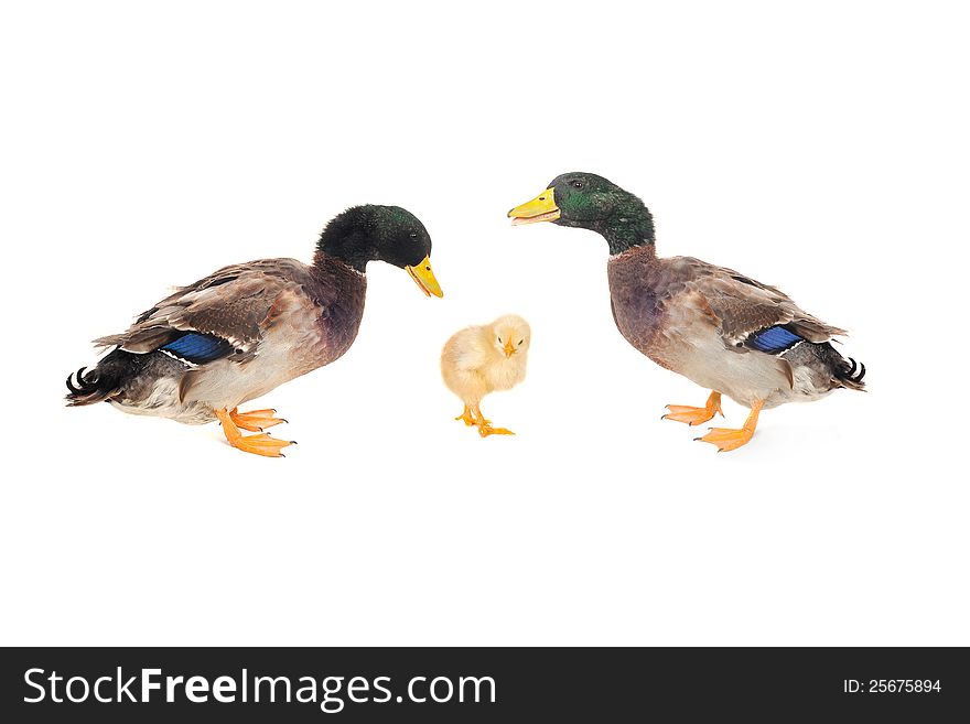 Duck and chickon a white background