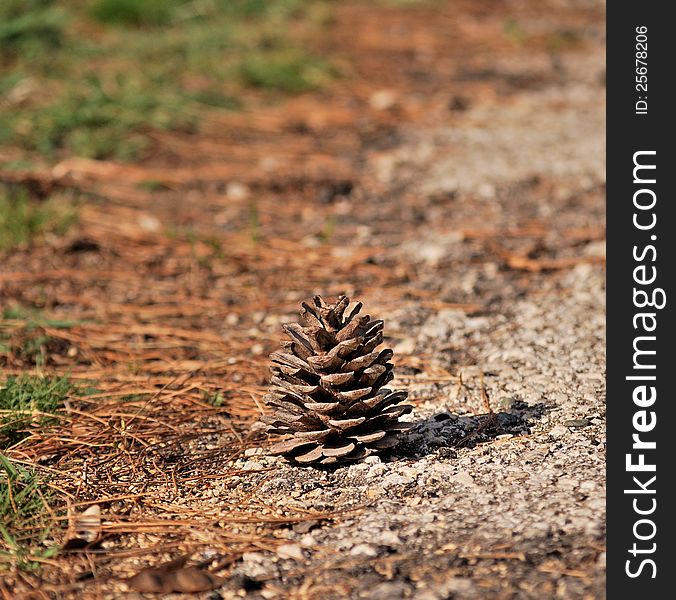 A single Ponderosa Pine Cone casting a shadow in the afternoon sun, near the road. A single Ponderosa Pine Cone casting a shadow in the afternoon sun, near the road