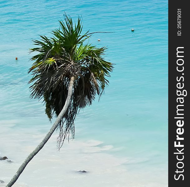 Beach palm at Caribbean Sea