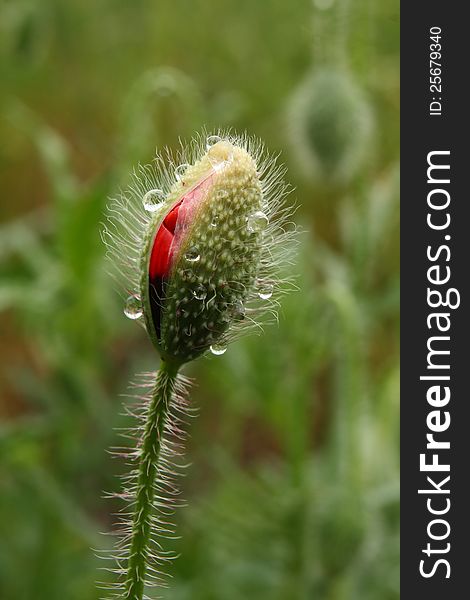 Fresh green bud of a poppy flower. Fresh green bud of a poppy flower