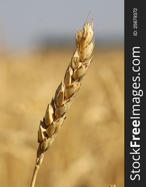 Wheat field in the period of ripening. Food wheat