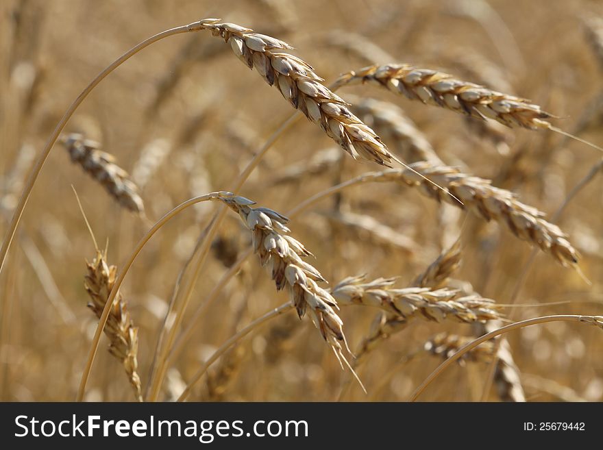 Wheat field in the period of ripening. Food wheat