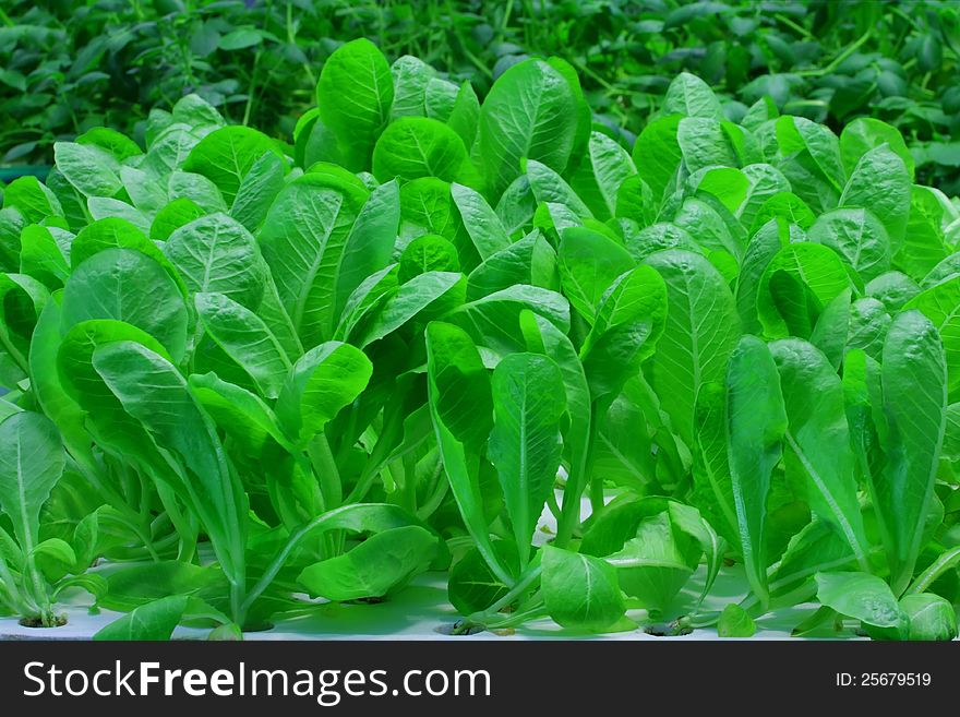 Organic hydroponic lettuce