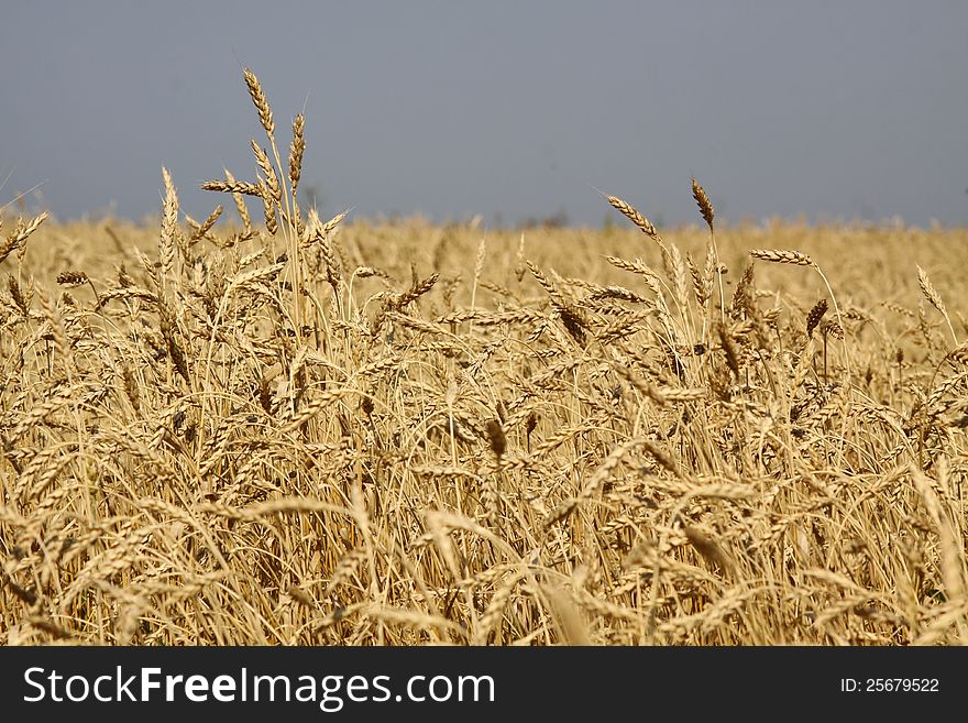 Wheat field in the period of ripening. Food wheat