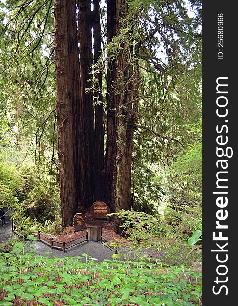 Cathedral Tree In The Redwoods