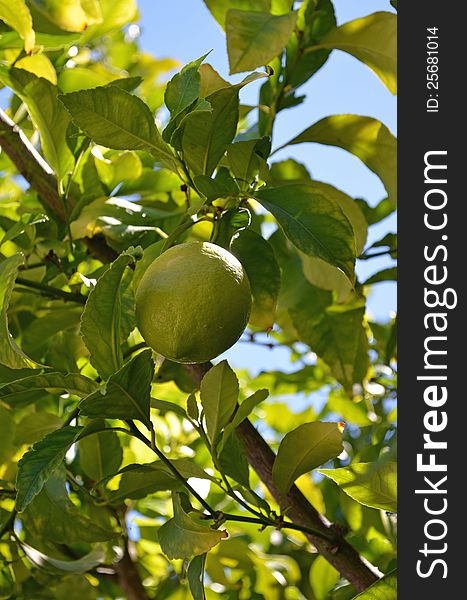 California lemon tree and fruit