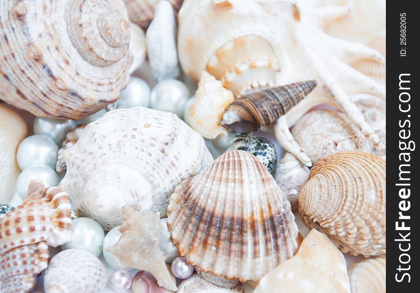 A collection of seashells with pearls for backgrounds. A collection of seashells with pearls for backgrounds