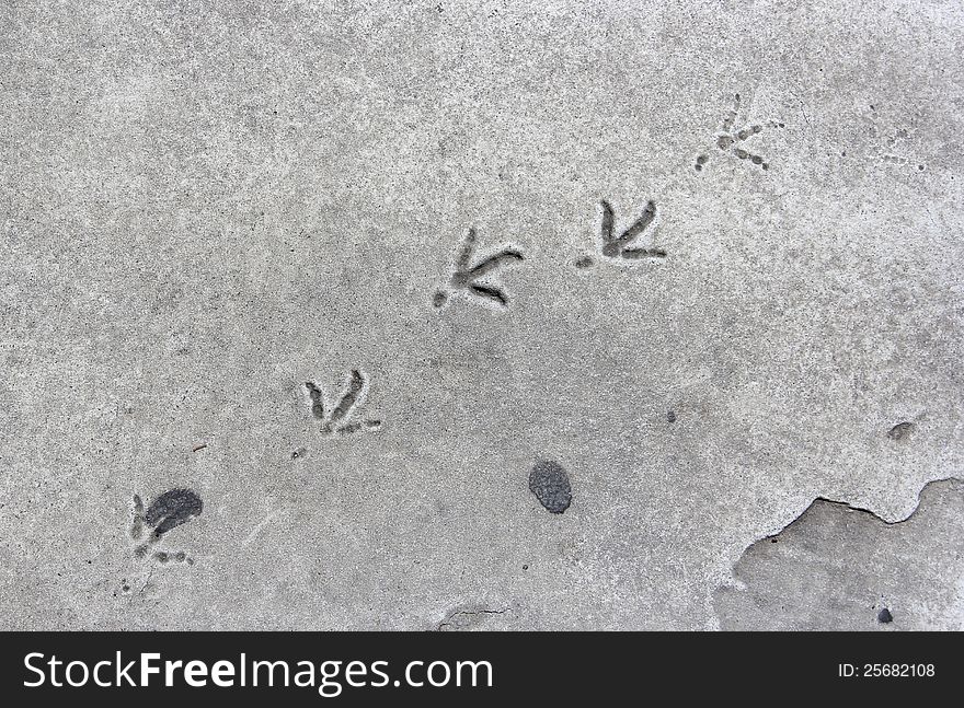 Bird footprints on white painted zebra crossing. Bird footprints on white painted zebra crossing