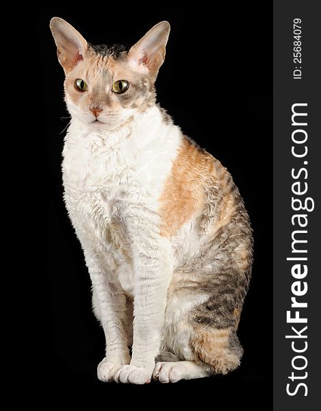 An adult calico Cornish Rex cat sitting against a black background. An adult calico Cornish Rex cat sitting against a black background