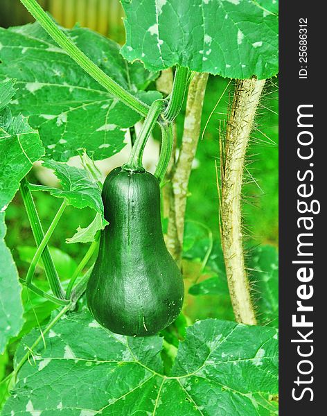 Green Hanging Squash