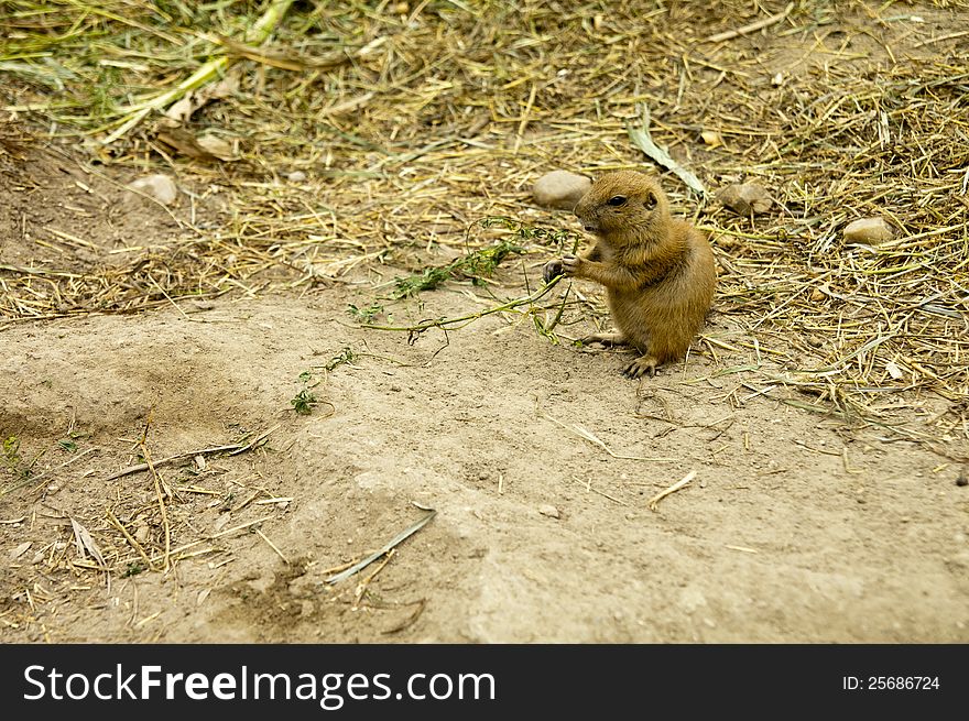 The litthe gopher eating grass