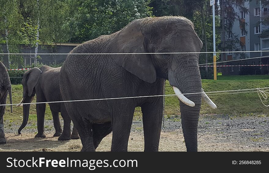 elefant zoo czech republic savana