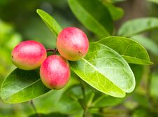 Crimson Fruit Or Carissa Carandas L. Royalty Free Stock Photos Crimson Fruit Or Carissa Carandas L. Royalty Free Stock Photos