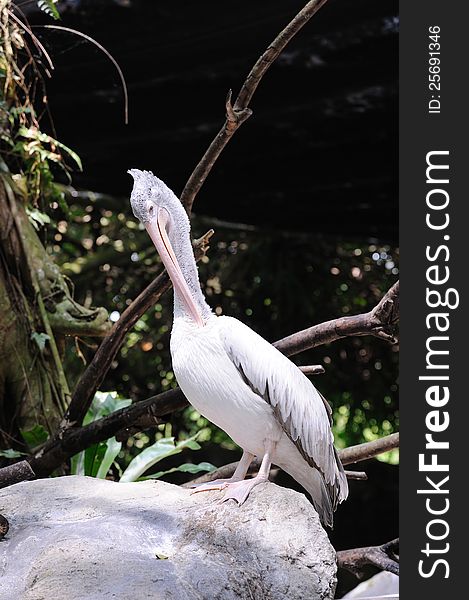 White Pelikan in Singapore Zoo