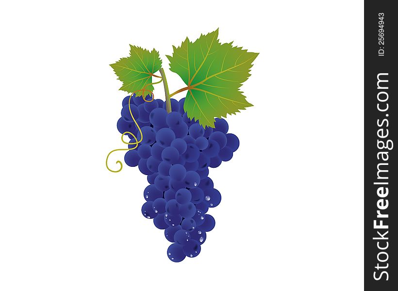 A bunch of blue grapes with drops. Vector illustration