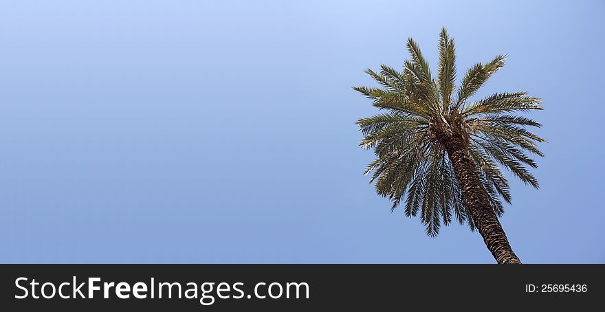 Palm crown high in the blue sky